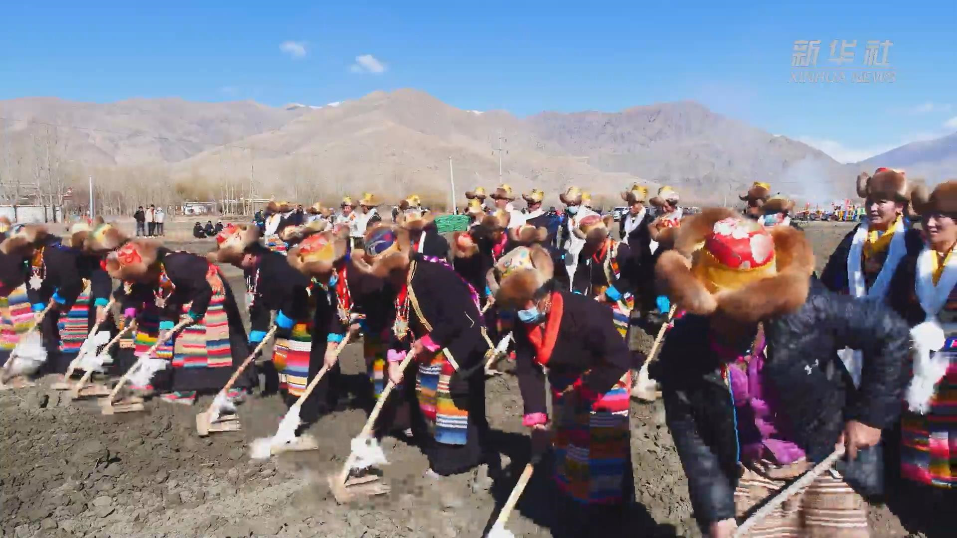 新华全媒+｜西藏“民主改革第一村”挥起开耕犁