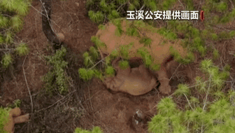 雲南：無人機拍到大象為酣睡小象驅蚊警戒畫面