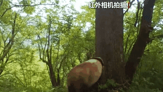 四川松潘：野生大熊猫倚大树“蹭痒痒”