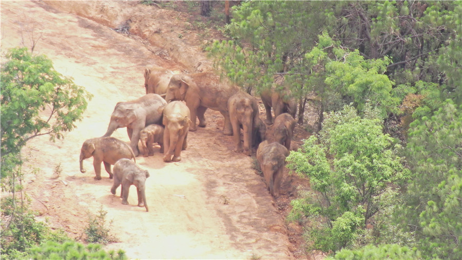 象群在玉溪市新平县活动 总体向东北方向移动