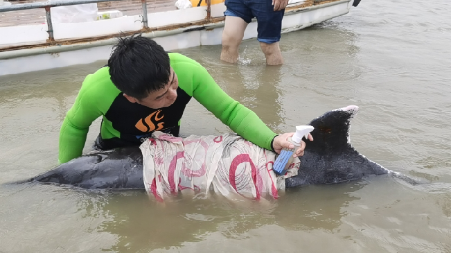 寧波寧海：營救8小時 糙齒海豚重歸大海