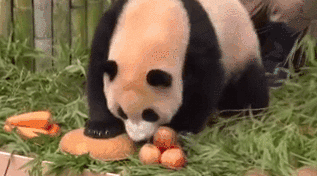 在韩大熊猫“福宝”抓周庆生