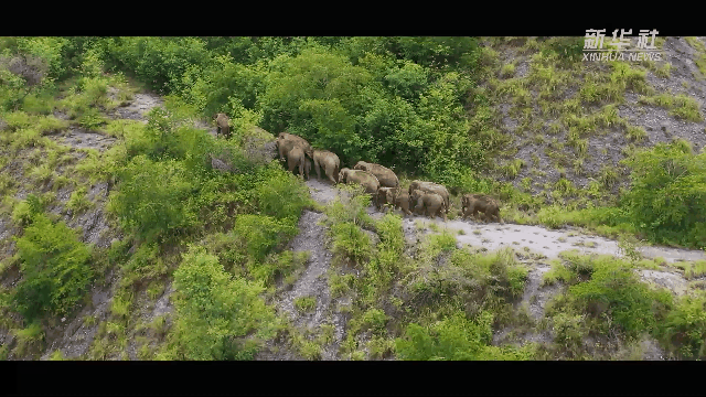 大象奇遊記——雲南亞洲象群北移南歸紀實