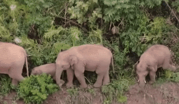 云南：北移亚洲象群重返适宜栖息地