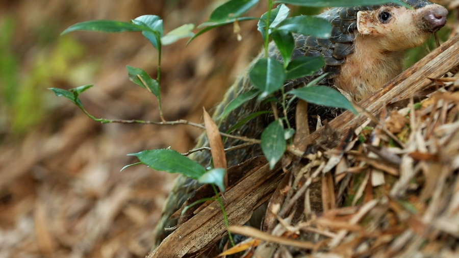 领略生物多样性之美丨超萌预警！&ldquo;中华穿山甲&rdquo;来巡山，不容错过