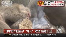 日本爱知县猴子“烤火”取暖 惬意十足