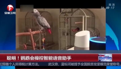 聰明！鸚鵡會操控智能語音助手