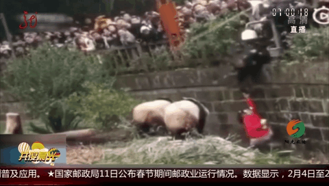 四川：女孩墜入大熊貓活動場