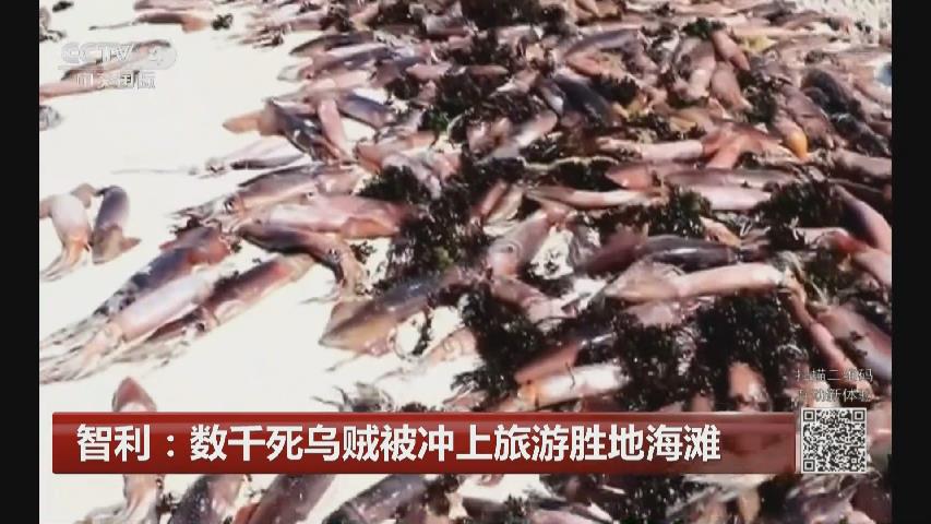 智利：數千死烏賊被衝上旅遊勝地海灘