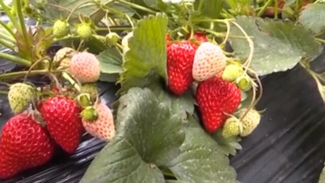 河北石家莊：草莓進入採摘季