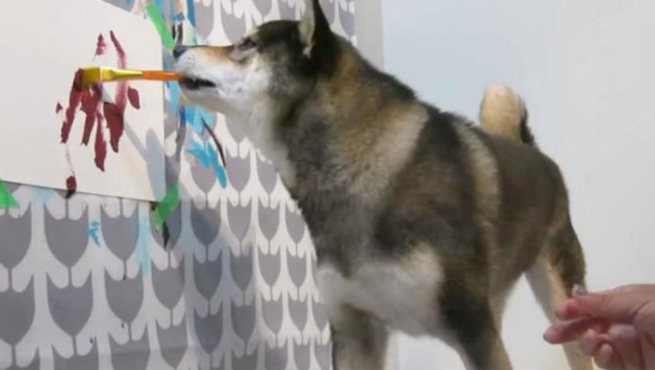 加拿大柴犬會作畫 作品賣出上百幅