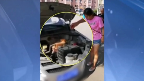 大蛇钻进车内 她上前徒手擒蛇