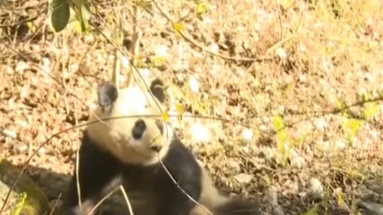 四川：野外救护大熊猫 今日放归自然