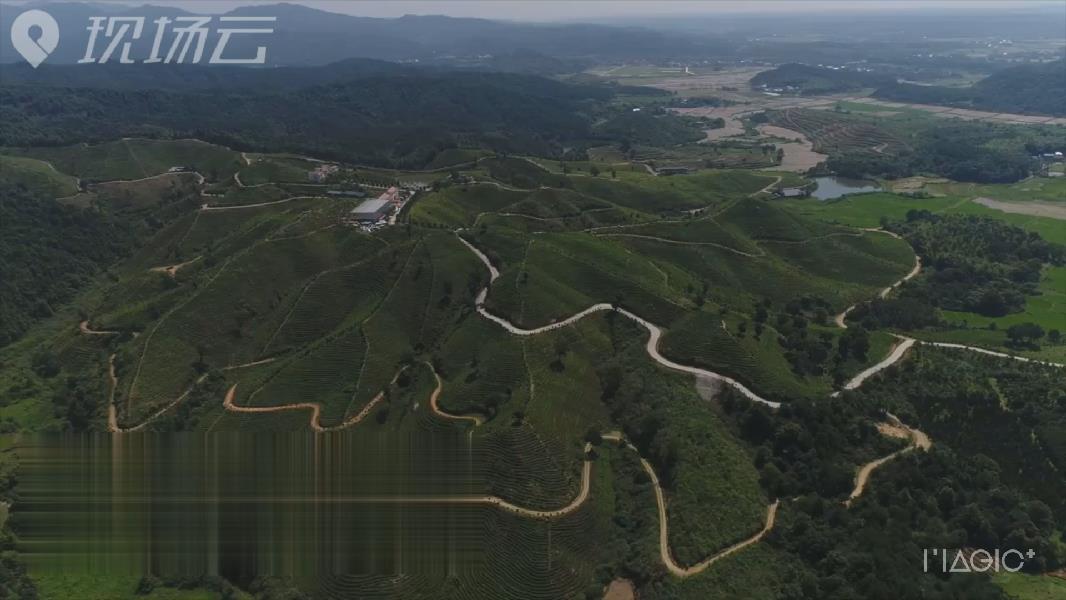 茶园里的&ldquo;飞驰人生&rdquo;