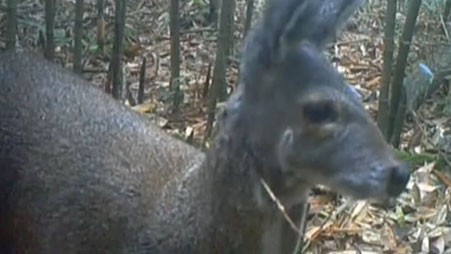 金佛山保护区：首次拍摄到野生雄性林麝