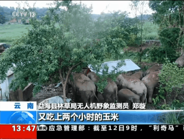 雲南：象群正在靠近村莊 村民無計可施