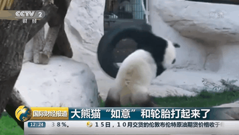大熊猫“如意”和轮胎打起来了
