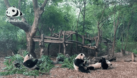 熊貓社區 “硬漢”團團