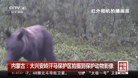 内蒙古：大兴安岭汗马保护区拍摄到保护动物影像