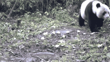 四川都江堰：紅外線相機記錄野外大熊貓生活