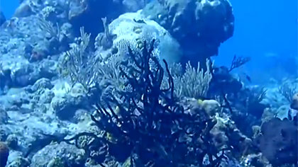 加勒比海域珊瑚遭遇怪病威胁