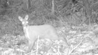 陜西寧陜：紅外線相機拍攝到野生林麝活動影像