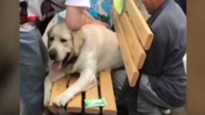 狗狗太胖被卡公園長椅 眾人花10多分鐘才救出