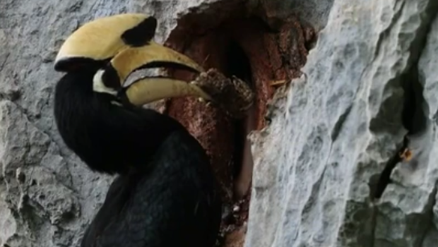 珍贵影像！冠斑犀鸟在喀斯特崖壁上破洞出巢