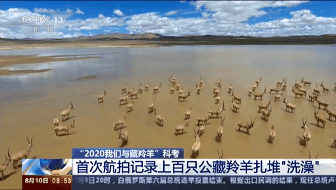 首次航拍记录上百只公藏羚羊扎堆“洗澡”