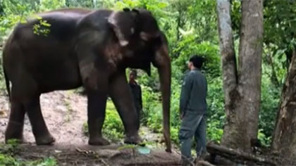 世界大象日&mdash;&mdash;走進我國亞洲象種源繁育及救助中心