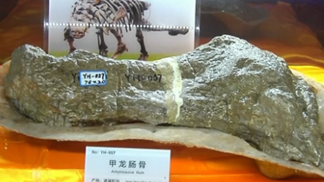 山東諸城發現甲龍新屬種腸骨化石