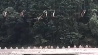 河水湍急 日本猴子“走钢丝”过河