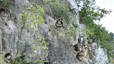贵州：娘娘山景区现藏酋猴群 数量超140只