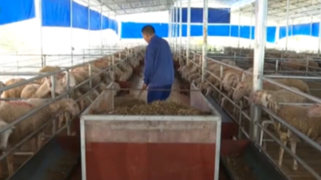 廣西河池：湖羊特色養殖 助力瑤鄉群眾脫貧致富