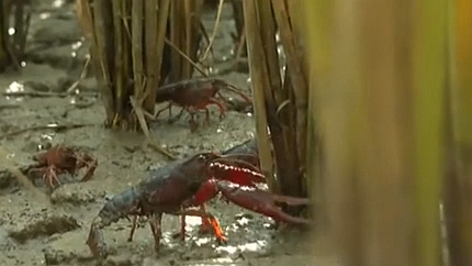 安徽長豐：稻蝦生態共養 農戶喜迎“雙豐收”