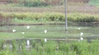 貴州貞豐：上百只黃嘴白鷺棲息聚集