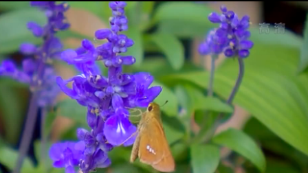 江蘇泰州：園藝景觀扮靚城市公園