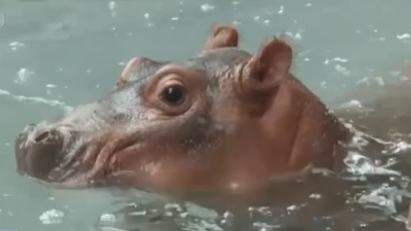 廣東廣州：呆萌河馬寶寶 國慶首次亮相