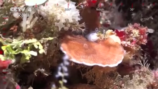 百年未見 澳科學家發現500米高珊瑚礁