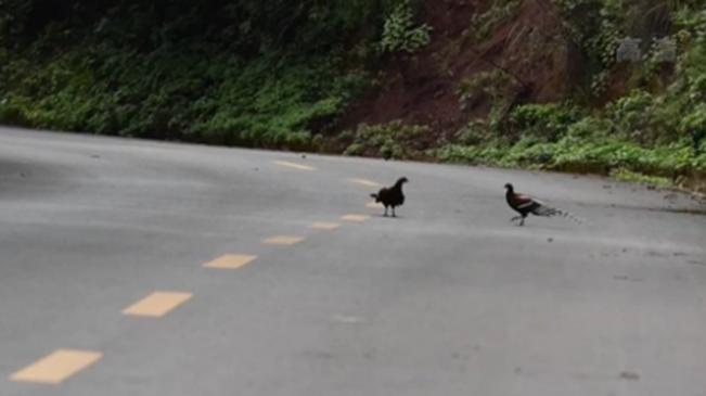 雲南：黑頸長尾雉在公路上悠閒散步
