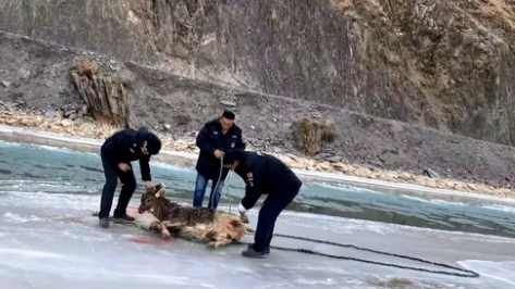 青海玉樹：護林員成功救助受傷白唇鹿