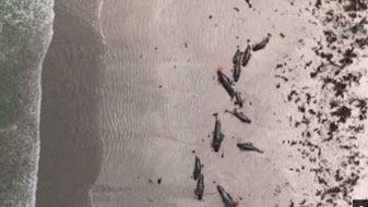 新西兰近百头鲸搁浅新西兰海滩后死亡