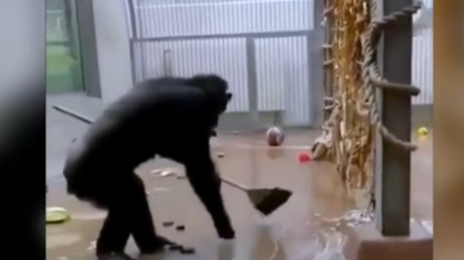 愛沙尼亞：有模有樣 黑猩猩掃地走紅