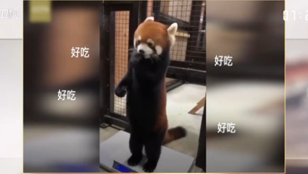 小熊猫边啃苹果边站着称重