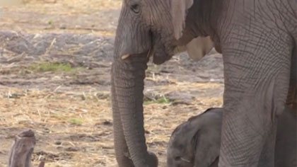 持续干旱 纳米比亚拍卖170头大象