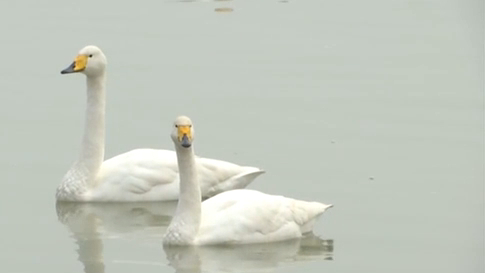 山西芮城：圣天湖迎来上千只越冬大天鹅