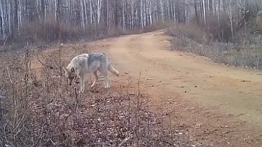 内蒙古：红外相机拍到野生狼群