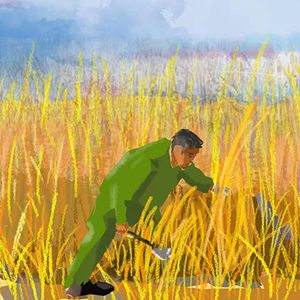 白洋淀上收苇忙