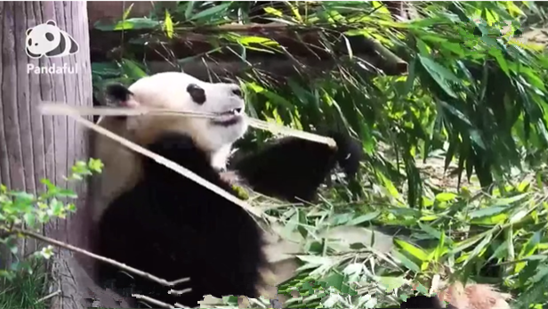 熊猫百问你来问｜大熊猫喜欢吃什么样的竹子？