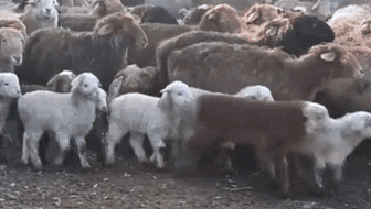 新疆：北疆春羔生产过半 确保接羔育幼顺利开展